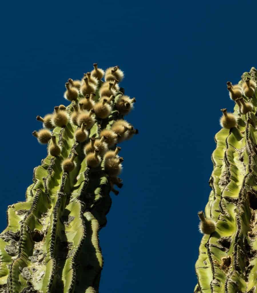 Large flowering cactus trees