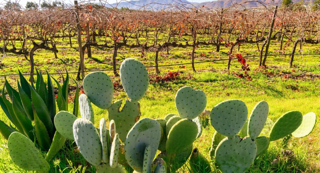 Vineyard at Valle de Guadalupe Inspired Epoca