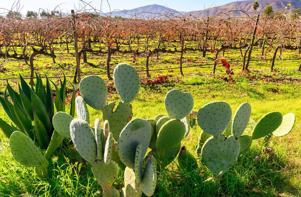 Mexico’s celebrated wine region